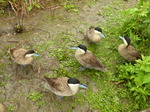 FZ029827 Blue billed ducks.jpg
